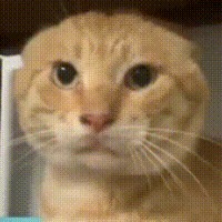 dvvvvv